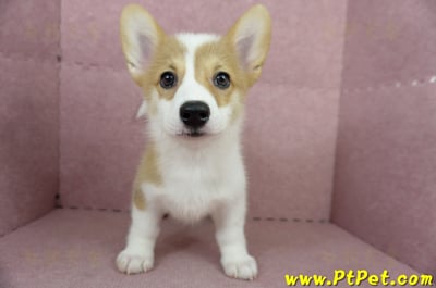 04/14雙色柯基犬母幼犬(台中沙鹿)2