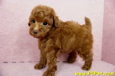 04/15玩具型紅貴賓母幼犬2號(高雄鳳山)8