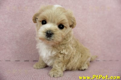 03/14奶油色馬爾泰迪公幼犬(台東市)7