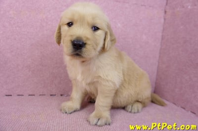 07/18黃金獵犬公幼犬7號(台北中山)8