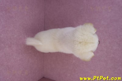 07/11白色柴犬公幼犬(屏東長治)12