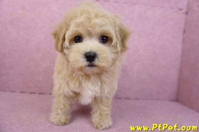 11/23馬爾泰迪母幼犬1號(新北永和)2