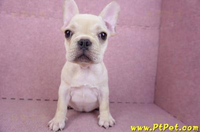 07/25奶油色法國鬥牛母幼犬2號(桃園楊梅)4