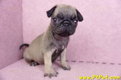 09/08巴哥母幼犬2號(屏東新園)7