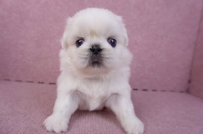 10/31北京狗公幼犬(屏東市)1