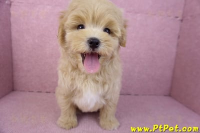 11/23馬爾泰迪公幼犬1號(高雄茂林)4