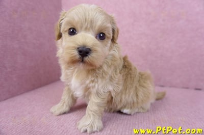 12/10馬爾泰迪母幼犬7