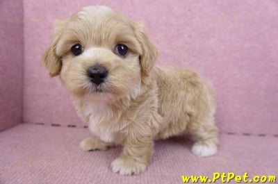 02/20馬爾泰迪母幼犬2號(高雄前鎮)10