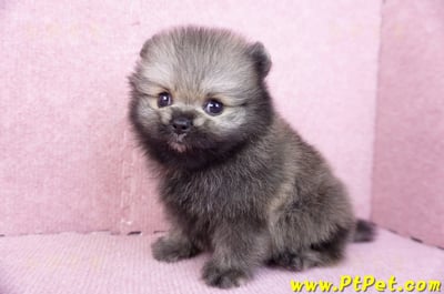 07/23迷你型松鼠棕博美公幼犬(桃園龍潭)9