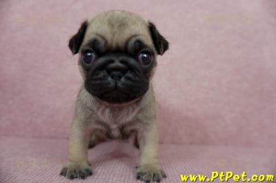 04/02巴哥母幼犬1號(宜蘭)2