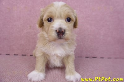 01/30馬爾泰迪公幼犬2號1