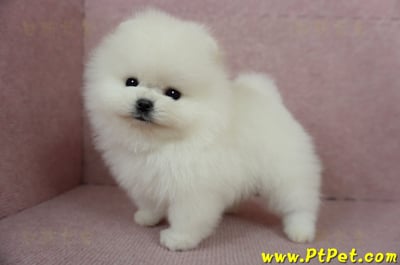 12/27迷你型松鼠白博美公幼犬(高雄前鎮)13