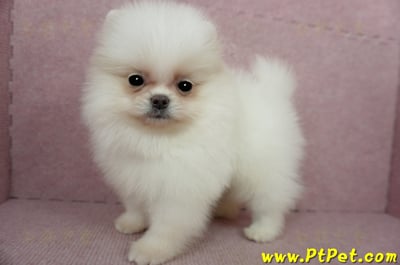 02/11迷你型松鼠白博美公幼犬(屏東里港)9