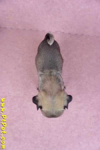 09/08巴哥母幼犬2號(桃園楊梅)13