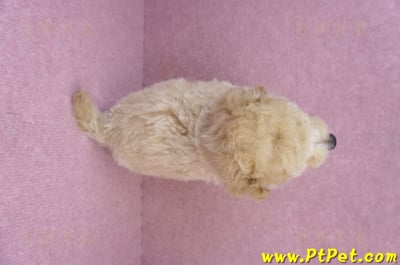 08/14泰迪比熊公幼犬3號(高雄新興)13