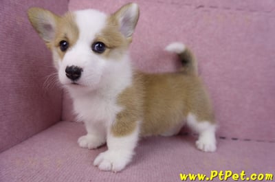 11/30雙色柯基犬公幼犬2號8