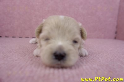 10/03馬爾泰迪母幼犬1