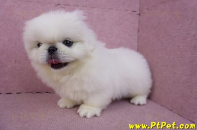 12/17北京狗公幼犬1號(新竹竹北)9