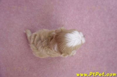 06/25馬爾泰迪母幼犬6