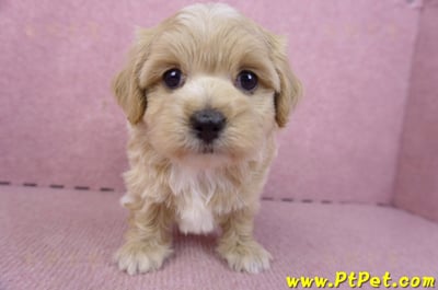 02/20馬爾泰迪母幼犬2號(高雄前鎮)1