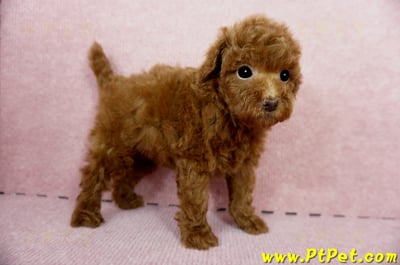 04/15玩具型紅貴賓母幼犬2號(高雄鳳山)6