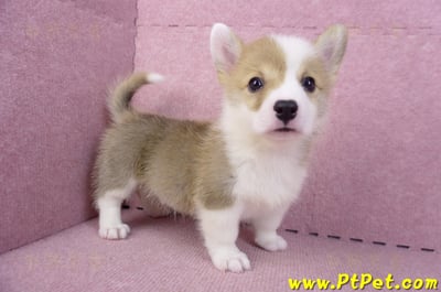 10/13雙色柯基犬公幼犬2號(台中南屯)1