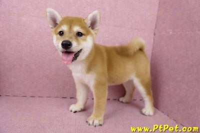 06/04赤色柴犬母幼犬(高雄路竹)7