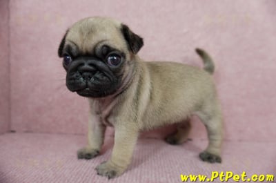 04/02巴哥母幼犬1號(宜蘭)7