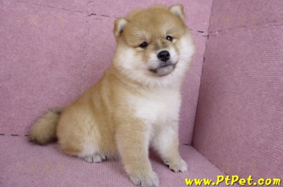 11/19赤色長毛柴犬母幼犬(新竹竹東)6