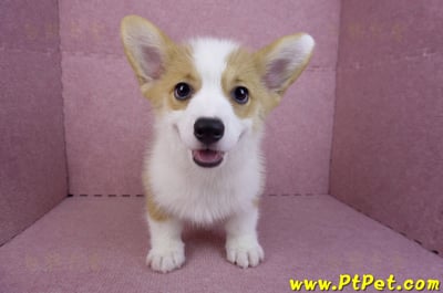 08/05雙色柯基犬公幼犬(新北新店)2