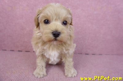 12/10馬爾泰迪母幼犬2