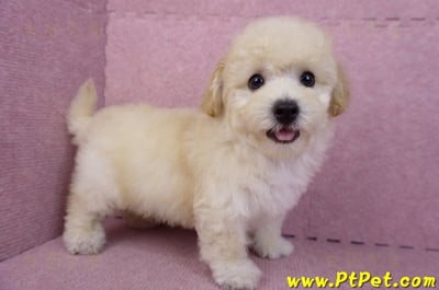 08/14泰迪比熊公幼犬(屏東內埔)5