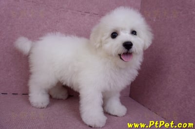 07/22比熊犬母幼犬(桃園中壢)6