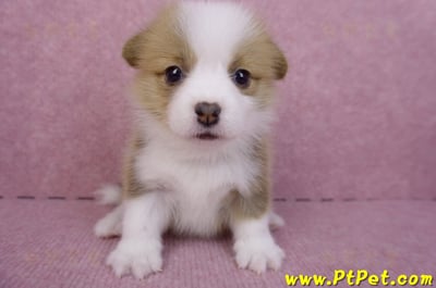 07/09雙色柯基犬母幼犬1