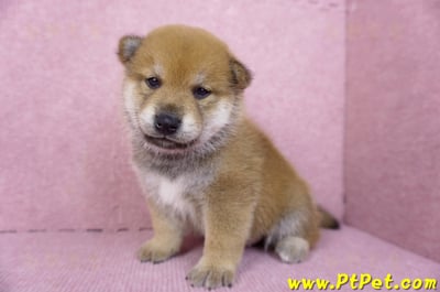 10/06赤色柴犬公幼犬2號(台南仁德)5