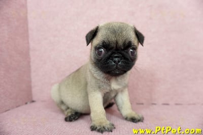 04/02巴哥母幼犬(高雄鼓山)7