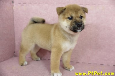 04/29赤色柴犬母幼犬(屏東東港)4