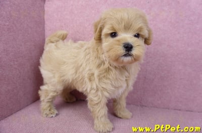 11/23馬爾泰迪公幼犬1號6