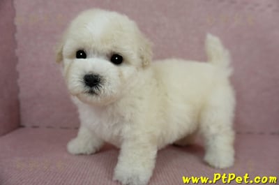 03/11比熊犬公幼犬2號(桃園蘆竹)9