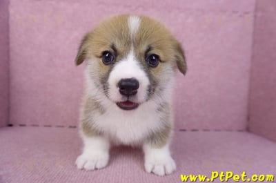 10/10雙色柯基犬公幼犬(台中大里)2