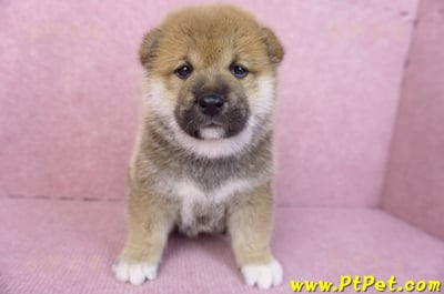 11/19赤色柴犬公幼犬2號(高雄三民)1