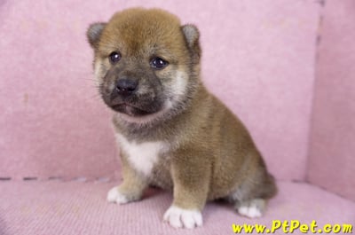 02/05赤色柴犬母幼犬1號(新北永和)5