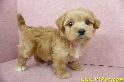 05/05奶油色馬爾泰迪公幼犬4號(屏東市)3