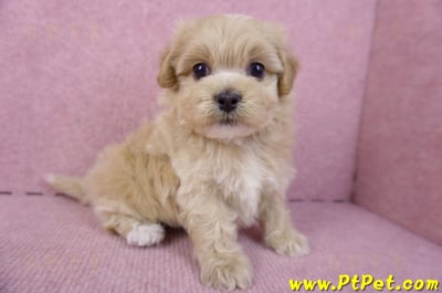 10/18馬爾泰迪公幼犬2號(高雄三民)5