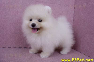 06/23迷你型松鼠白博美公幼犬(新北板橋)9