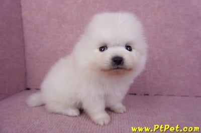 10/11松鼠白博美公幼犬3號(高雄六龜)5