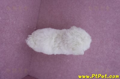 07/22比熊犬公幼犬2號(桃園市)9