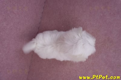 06/26迷你型馬爾濟斯公幼犬(新北三重)12