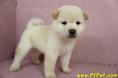 04/26白色柴犬公幼犬(屏東內埔)4