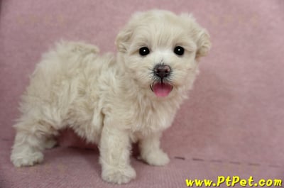 03/31奶油色馬爾泰迪母幼犬3號(屏東恆春)5